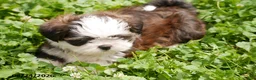 Shih Tzu dogs for sale: Ava - Ad 3
