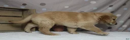 Golden Retriever dogs for sale: Babka - Ad 8