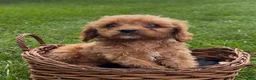 Cavapoo dogs for sale: Callie - Ad 6