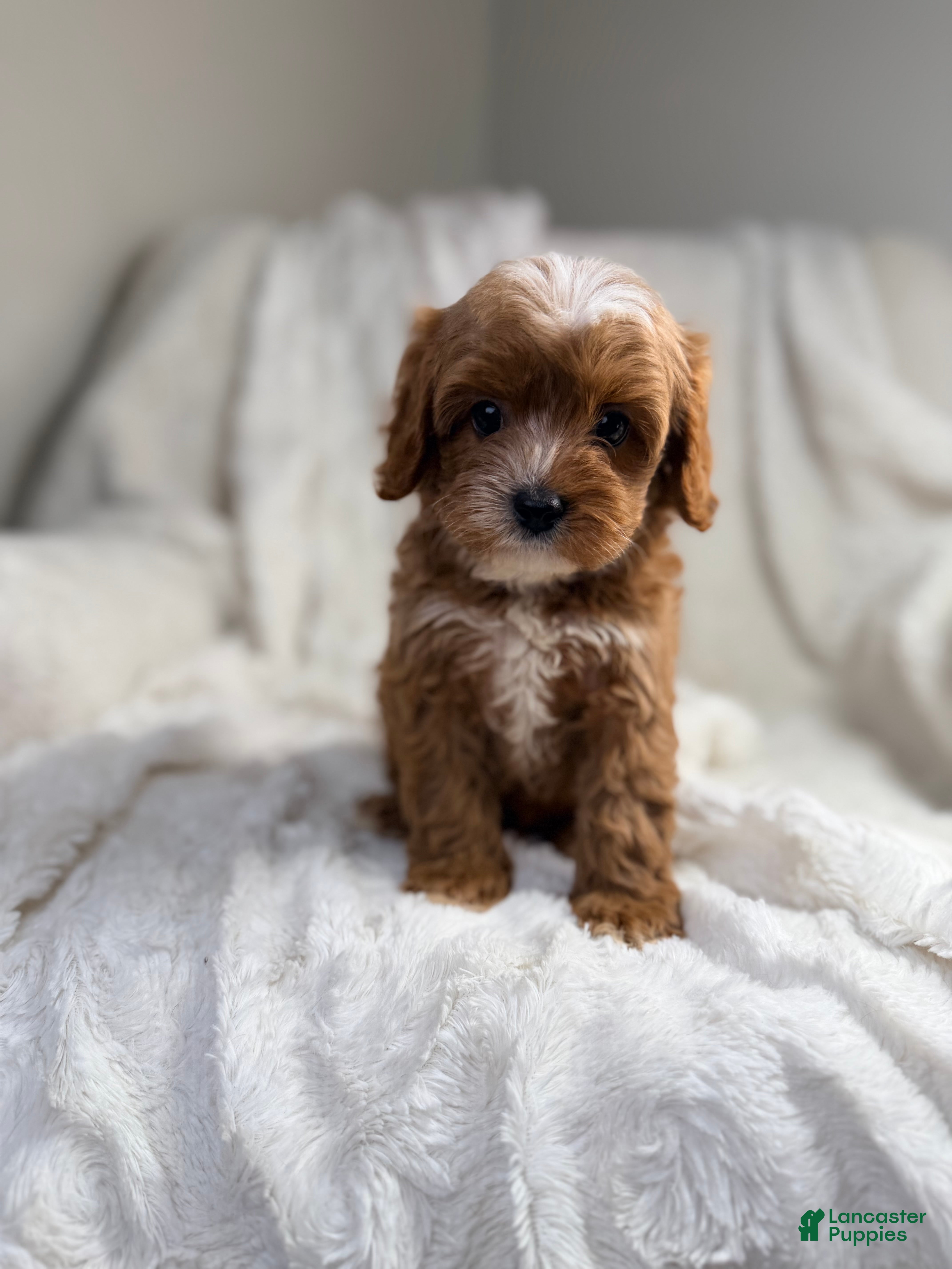 Cavapoo dogs Pluto-toy - Ad 2