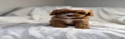 Cavapoo dogs for sale: Pluto-toy - Ad 2