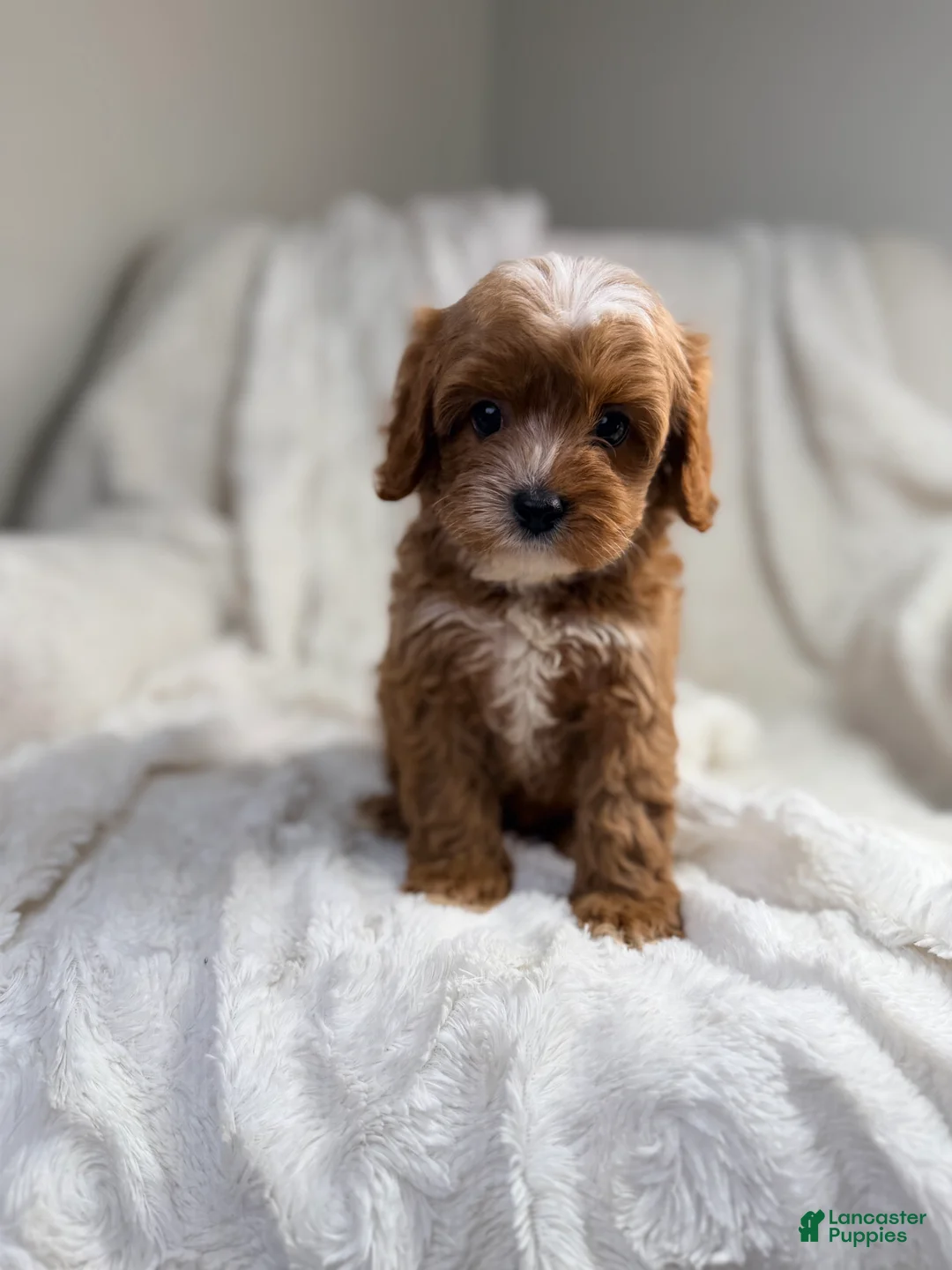 Cavapoo dogs for sale: Pluto-toy - Ad 2