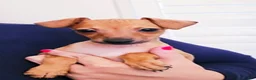 Italian Greyhound dogs for sale: Sebastian - Ad 8