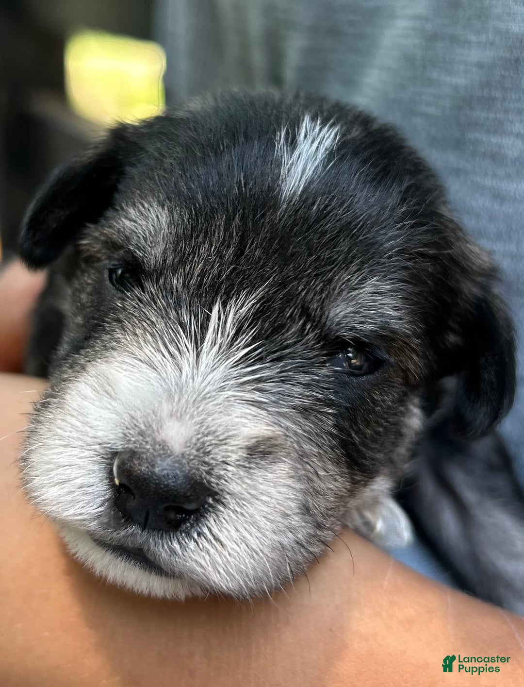 Miniature Schnauzer dogs for sale: Dash - Ad 2