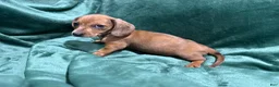 Miniature Dachshund dogs for sale: Jade - Ad 2