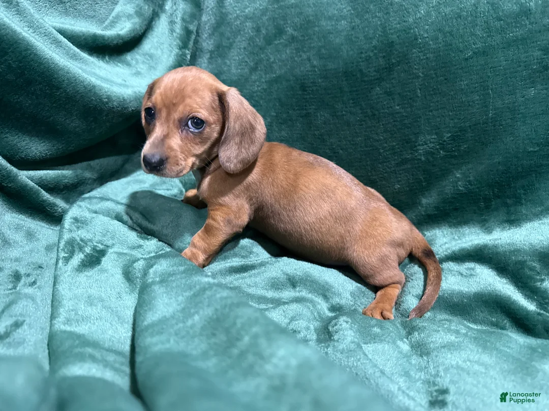 Miniature Dachshund dogs for sale: Jade - Ad 2