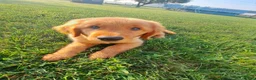 Golden Retriever dogs for stud: Tucker - Ad 2