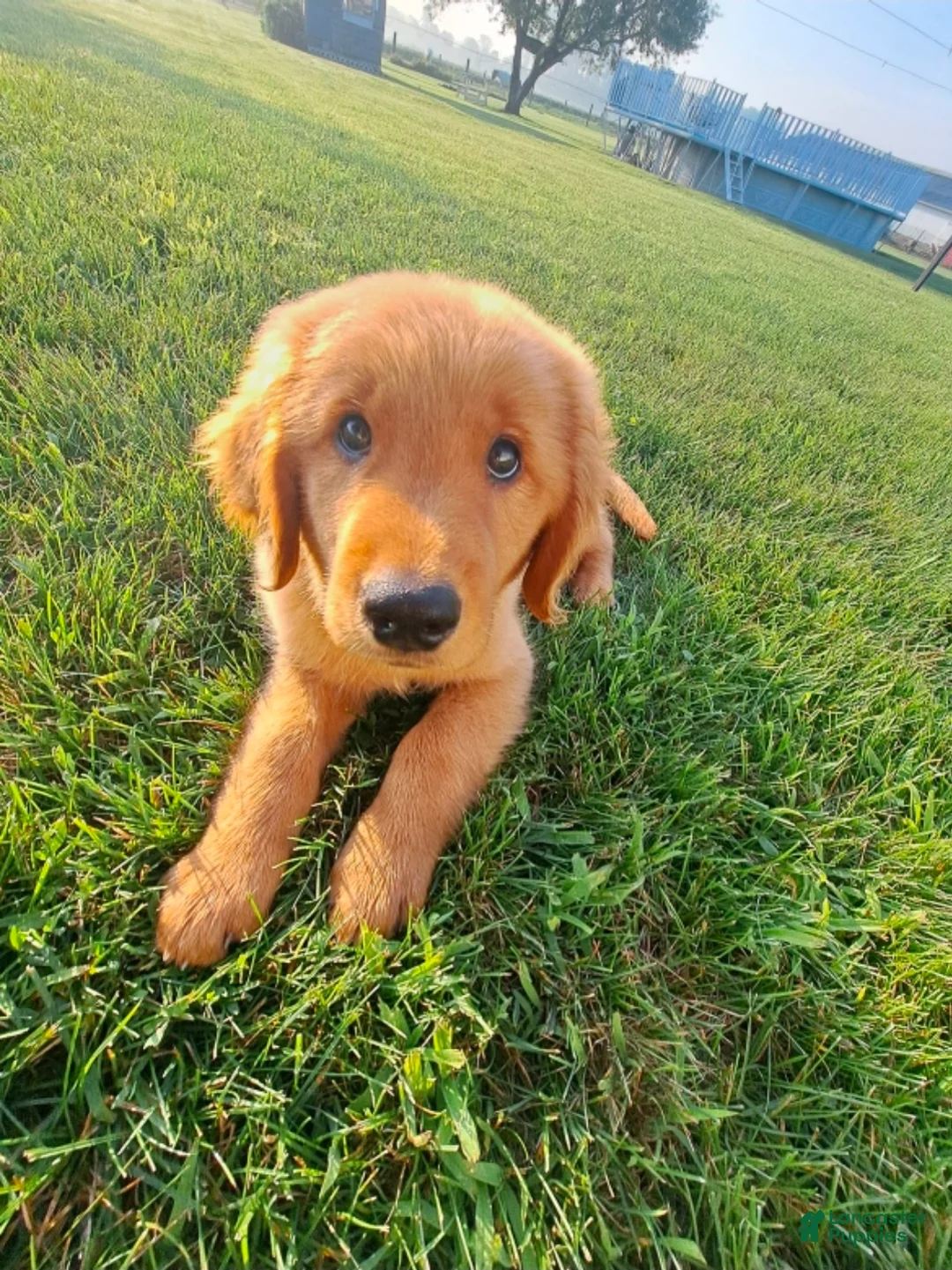 Golden Retriever dogs for stud: Tucker - Ad 2