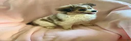 Mixed Breed dogs for sale: LoLa-Aussie/Pom - Ad 3