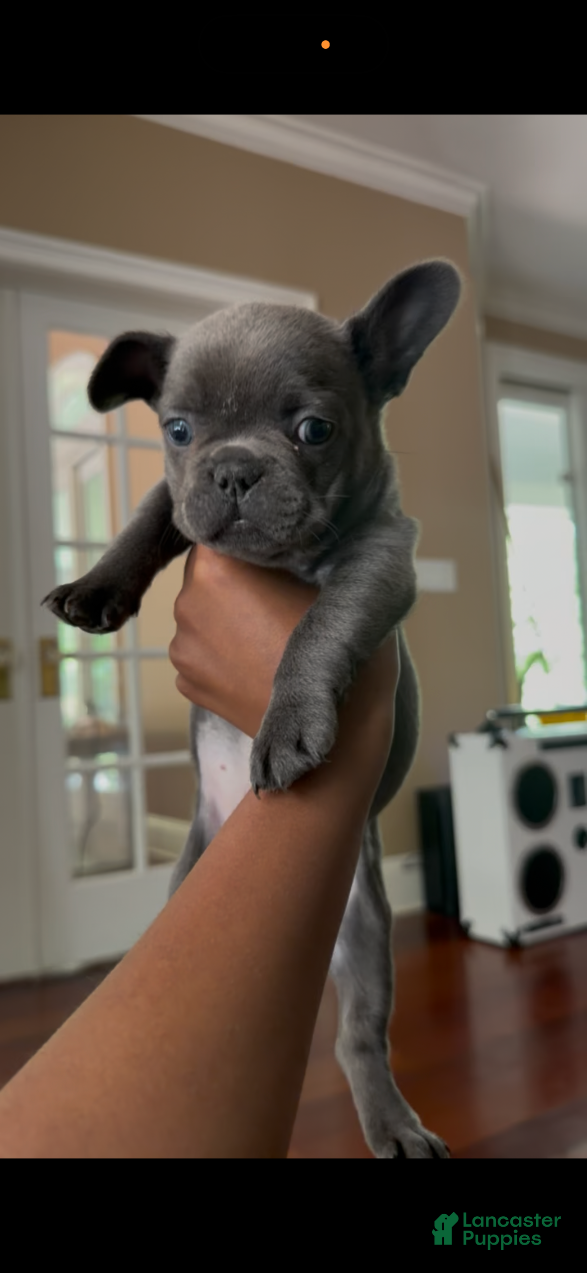 French Bulldog dogs French Bulldog Puppy 2 - Ad 22
