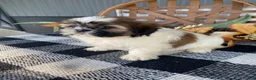 Shih Tzu dogs for sale: Sophie - Ad 12