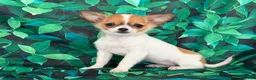 Chihuahua dogs for sale: Sweetpea - Ad 4