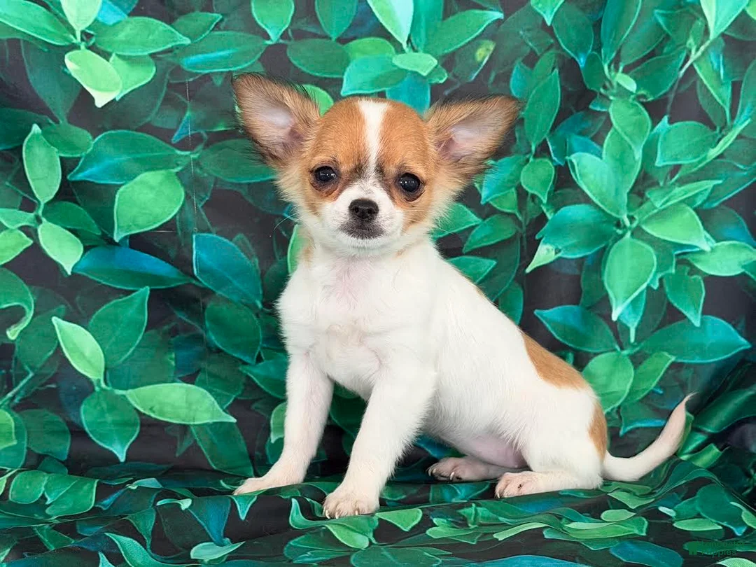 Chihuahua dogs for sale: Sweetpea - Ad 4