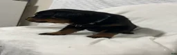 Rottweiler dogs for sale: buster - Ad 6