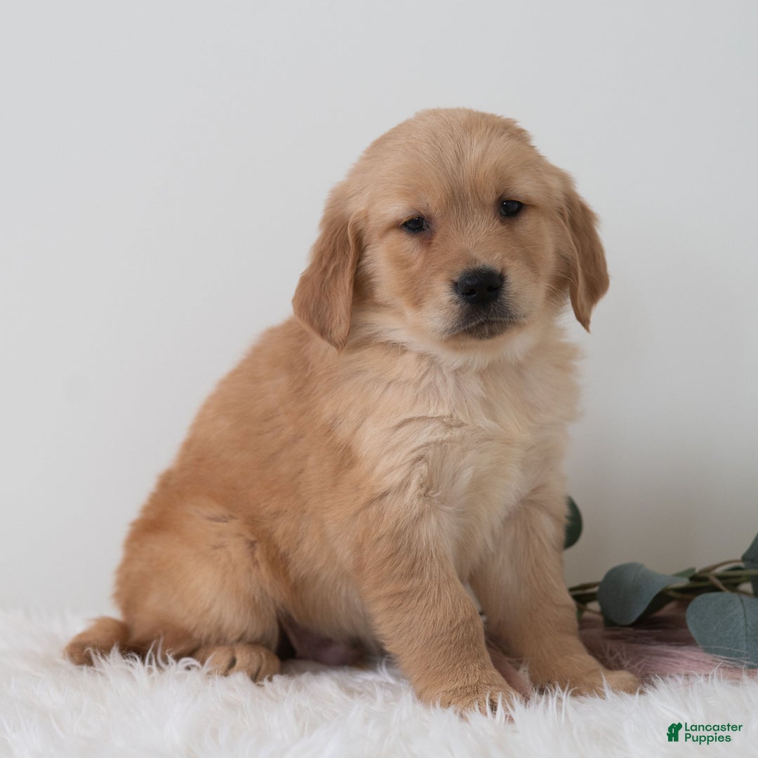 Golden Retriever dogs for sale: Sailor  - Ad 4