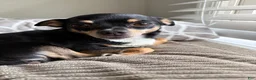Chihuahua dogs for sale: Chihuahua 1 - Ad 11
