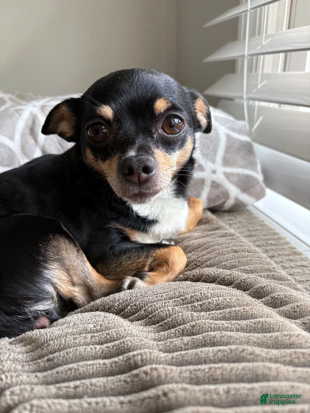 Chihuahua dogs for sale: Chihuahua 1 - Ad 11