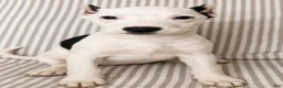 American Pit Bull Terrier dogs for sale: Zena - Ad 2