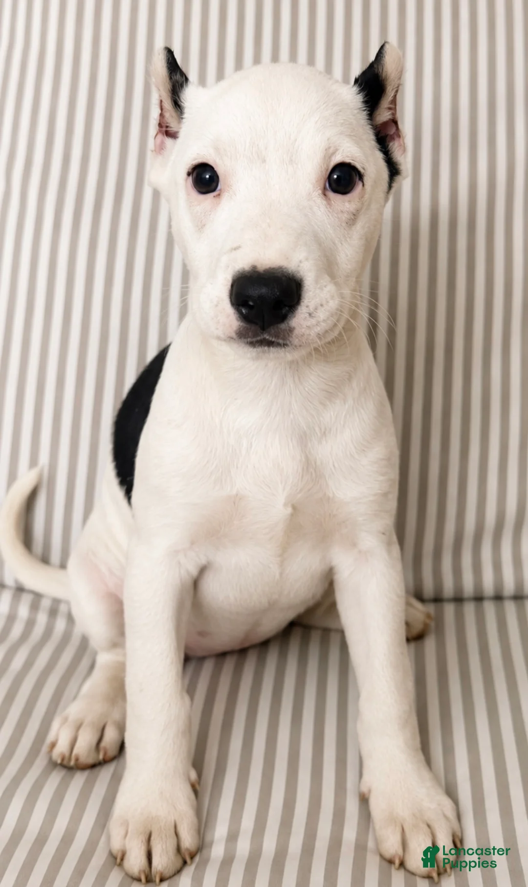 American Pit Bull Terrier dogs for sale: Zena - Ad 2