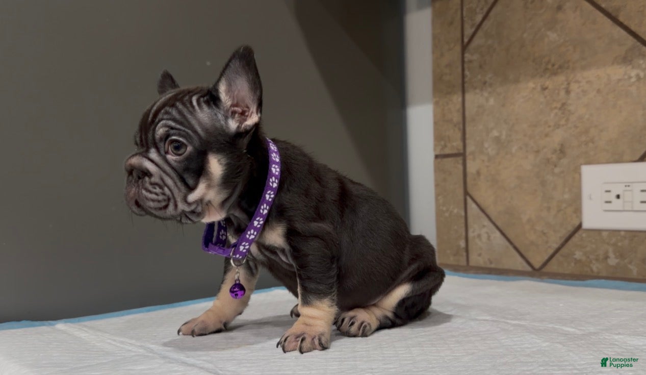 French Bulldog dogs Penny  - Ad 2