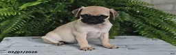 Pug dogs for sale: Evans - Ad 5