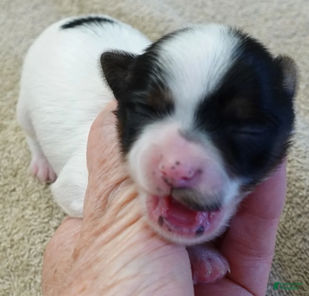 Yorkshire Terrier dogs for sale: Claire - Ad 8