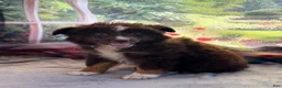 Australian Shepherd dogs for sale: Hershey - Ad 2