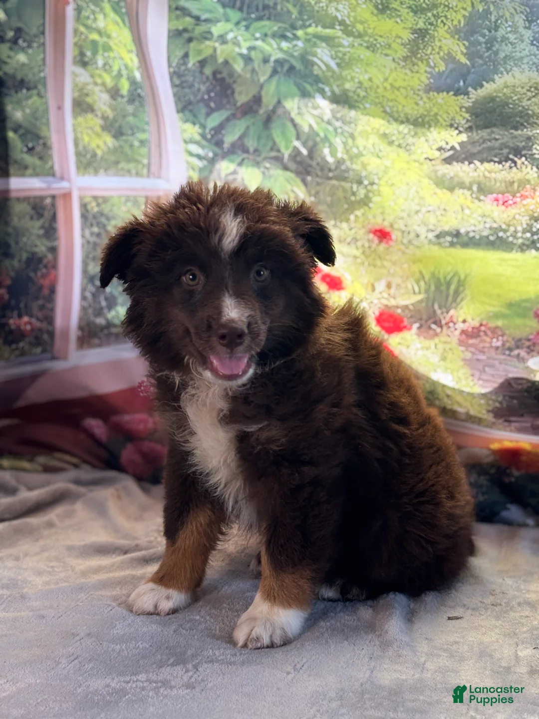 Australian Shepherd dogs for sale: Hershey - Ad 2