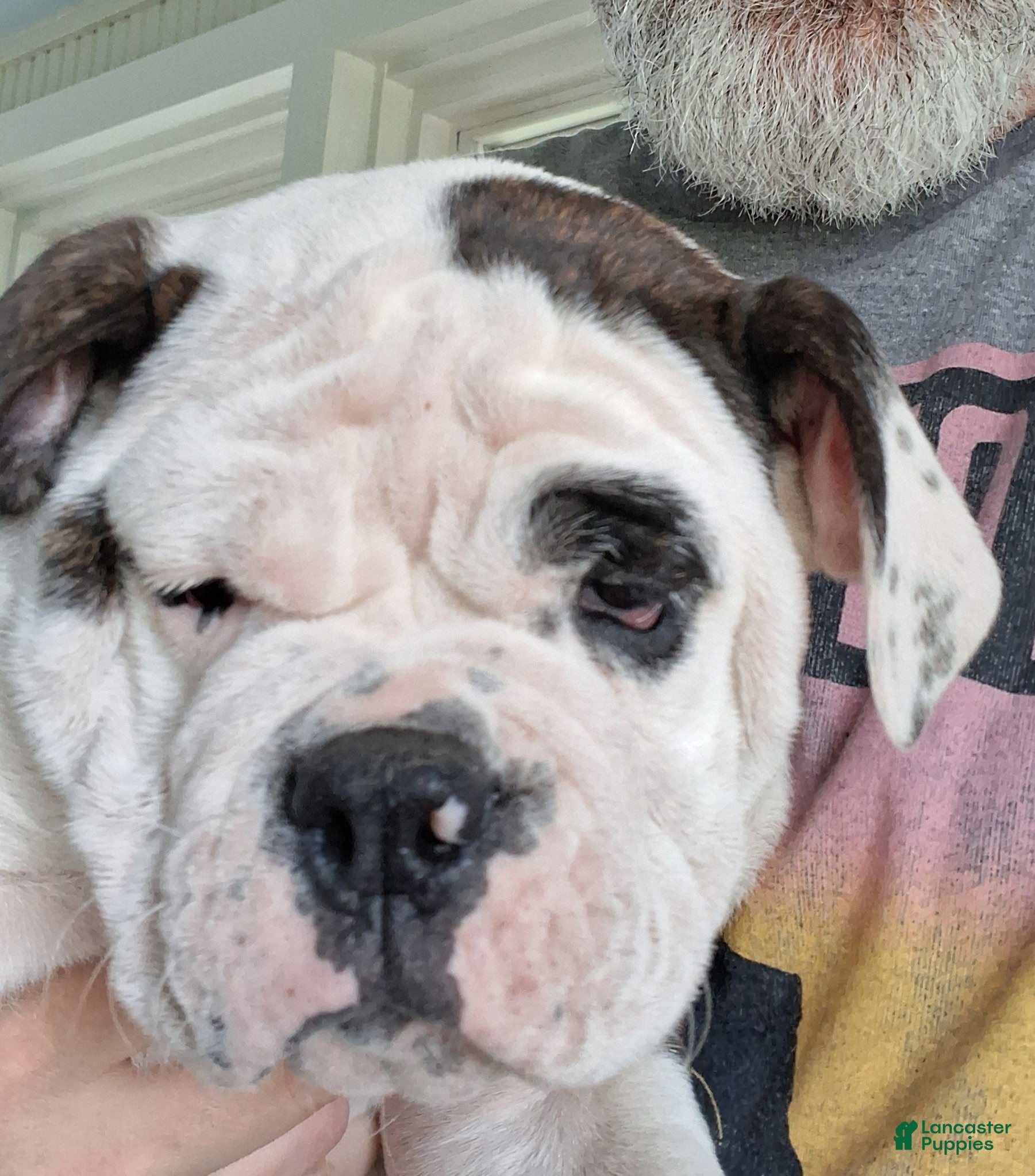 Olde English Bulldogge dogs Lucky Seven  - Ad 1