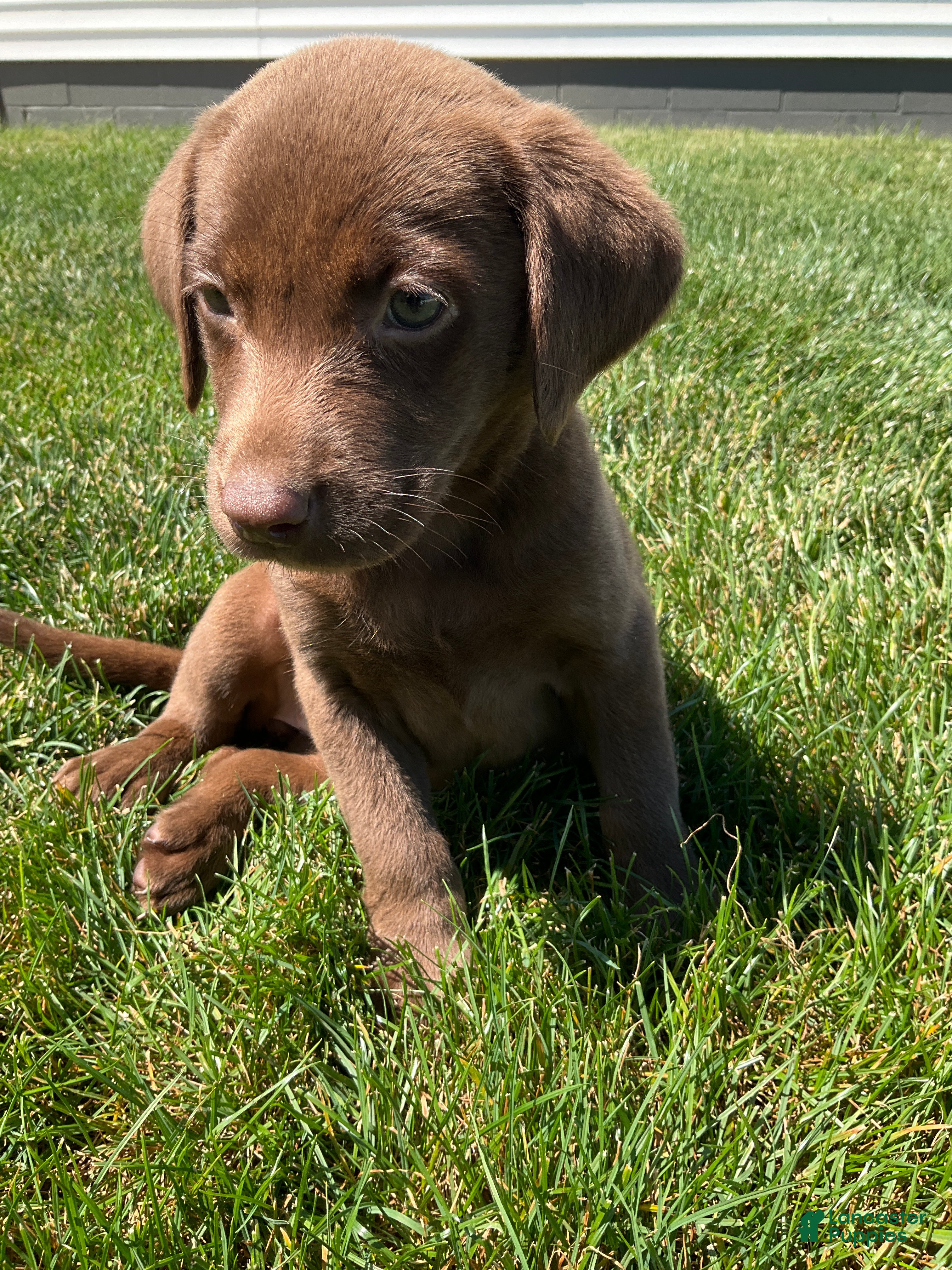 Labrador Retriever dogs Cassidy - Ad 2