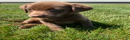Labrador Retriever dogs for sale: Cassidy - Ad 2