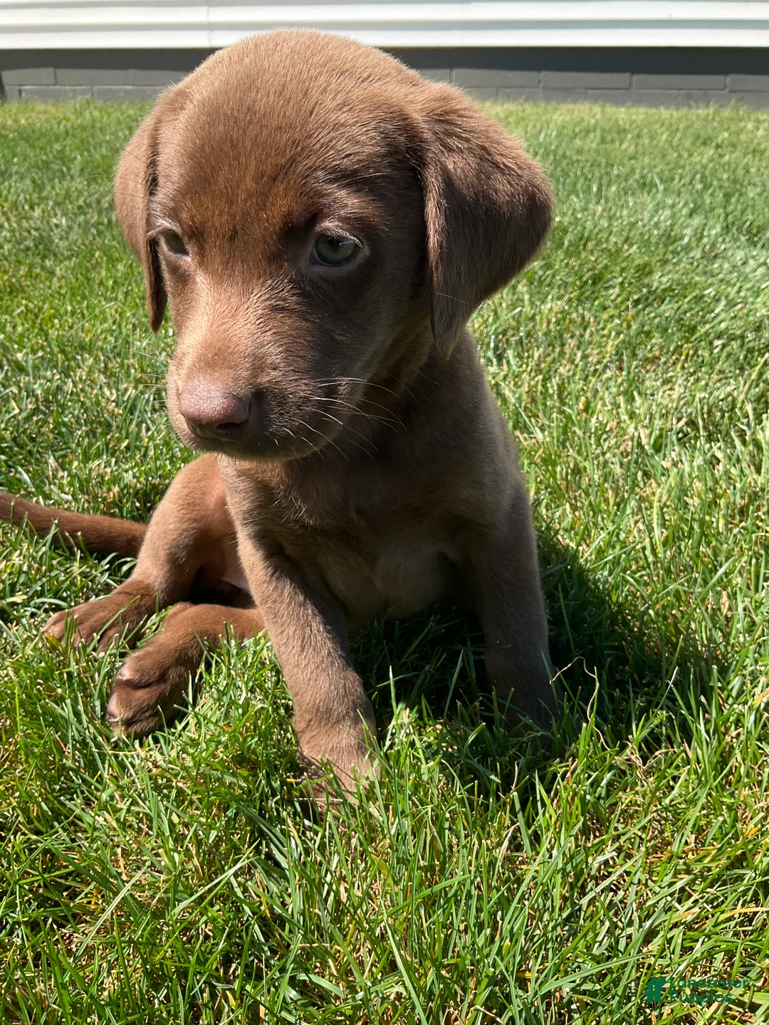Labrador Retriever dogs for sale: Cassidy - Ad 2