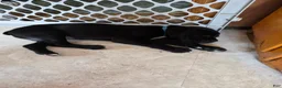 Boxer dogs for sale: Kodiak - Ad 10