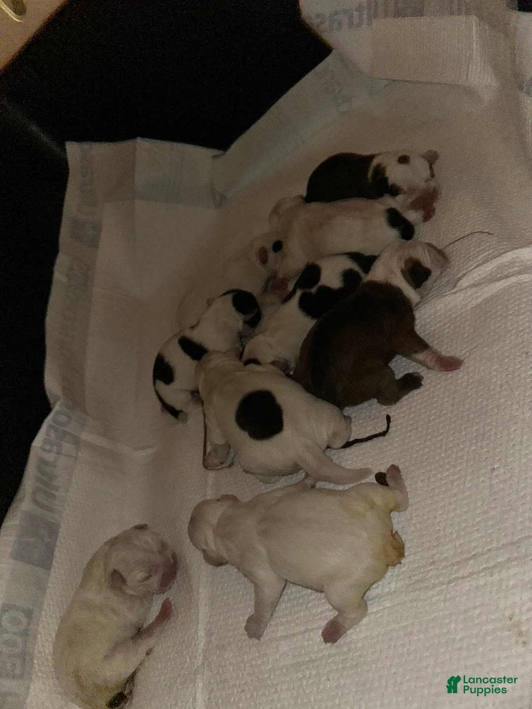 Mixed Breed dogs for sale: English Bulldog Puppy 5 - Ad 7