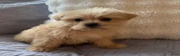 Shorkie dogs for sale: Mariah - Ad 2