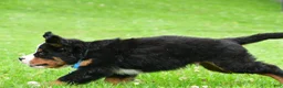 Bernese Mountain Dog dogs for sale: Ned - Ad 9
