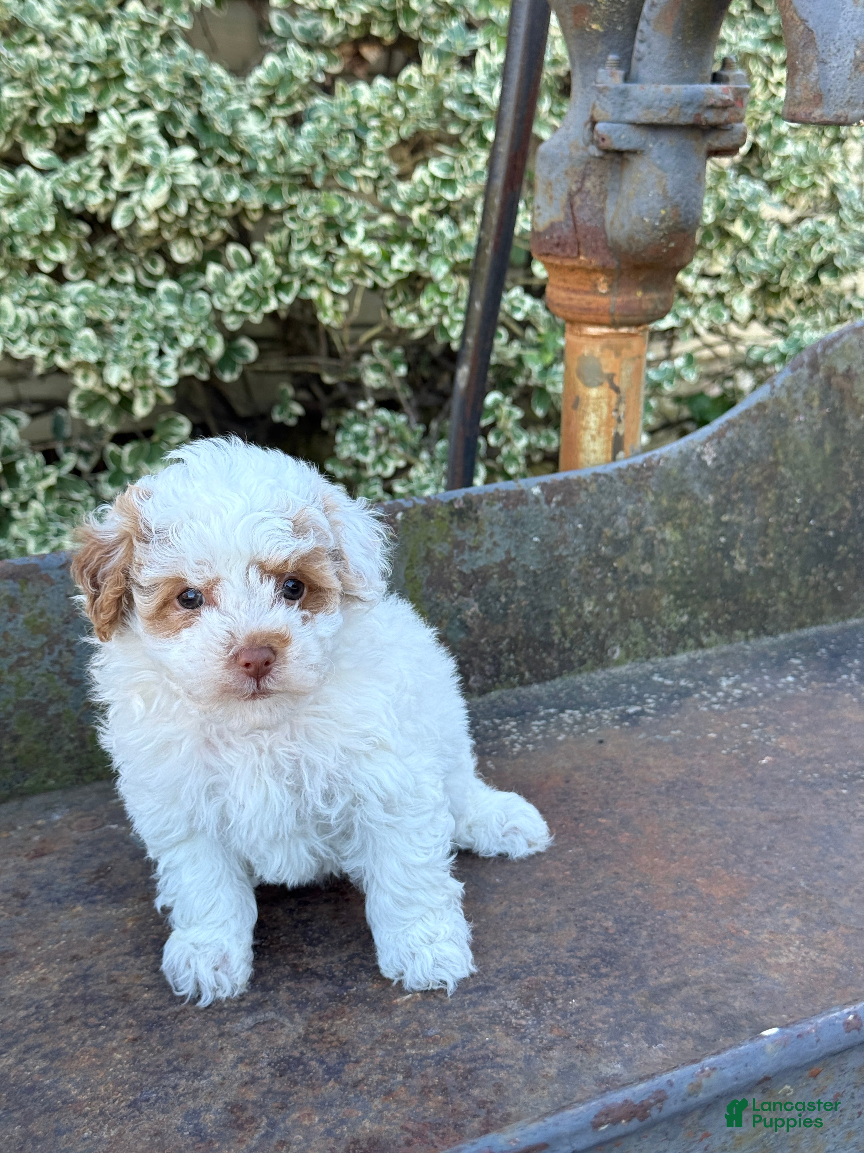 Toy Poodle dogs for sale: Gracie - Ad 1