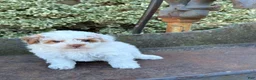 Toy Poodle dogs for sale: Gracie - Ad 1