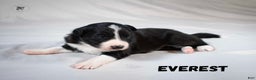 Border Collie dogs for sale: Everest  - Ad 1