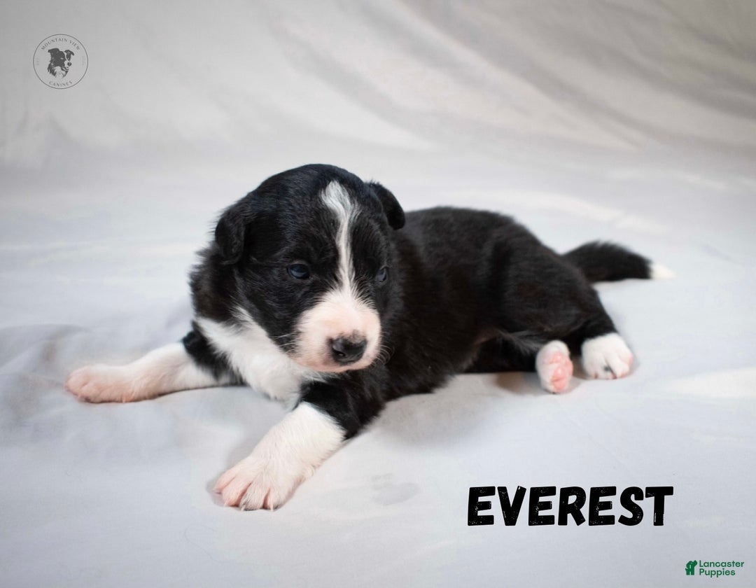 Border Collie dogs for sale: Everest  - Ad 1