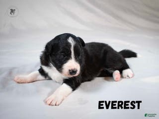 Border Collie dogs Everest - Ad 33