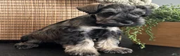 Miniature Schnauzer dogs for sale: Tommy - Ad 5