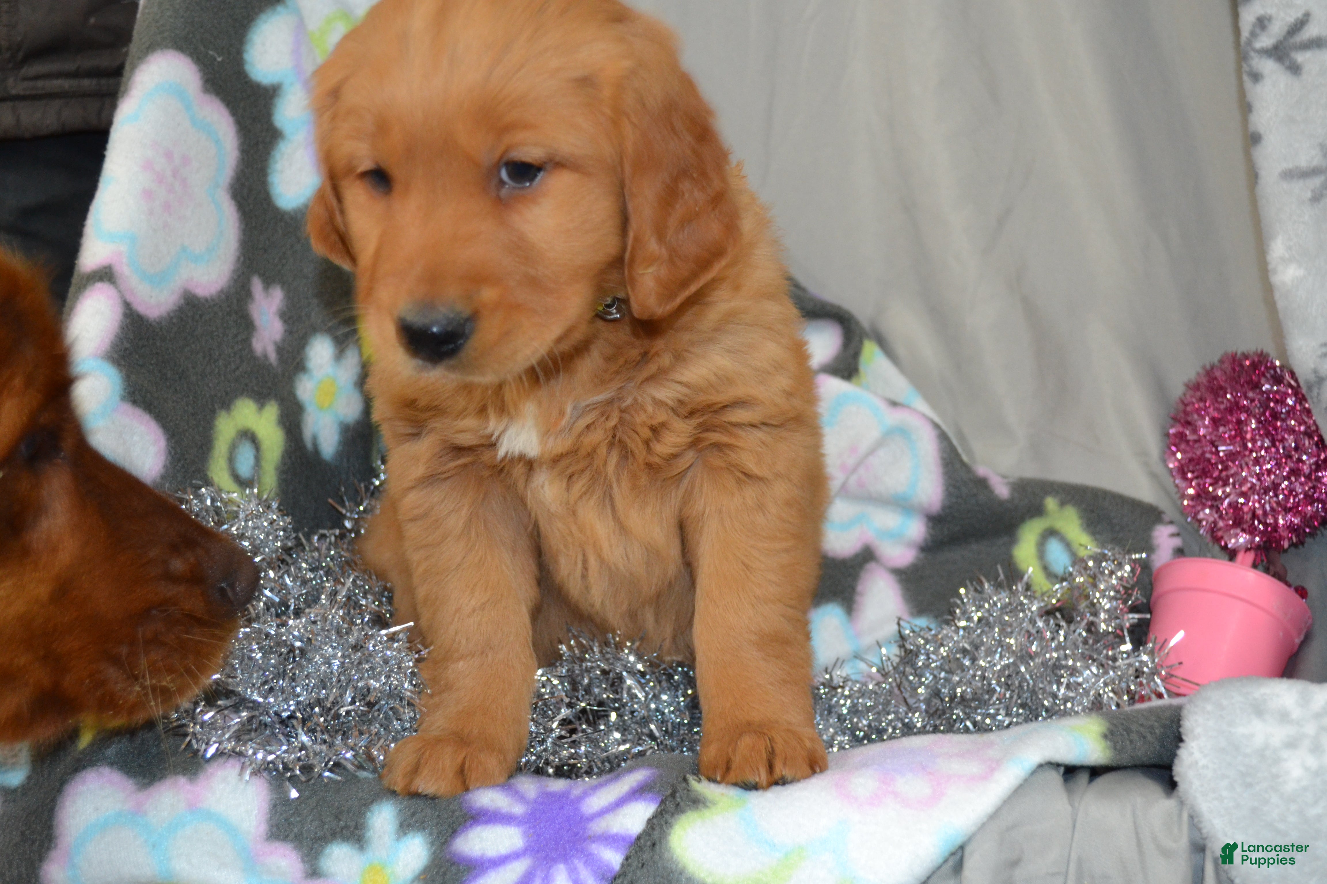 Golden Retriever dogs Ruby - Ad 19