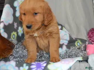 Golden Retriever dogs Ruby - Ad 24