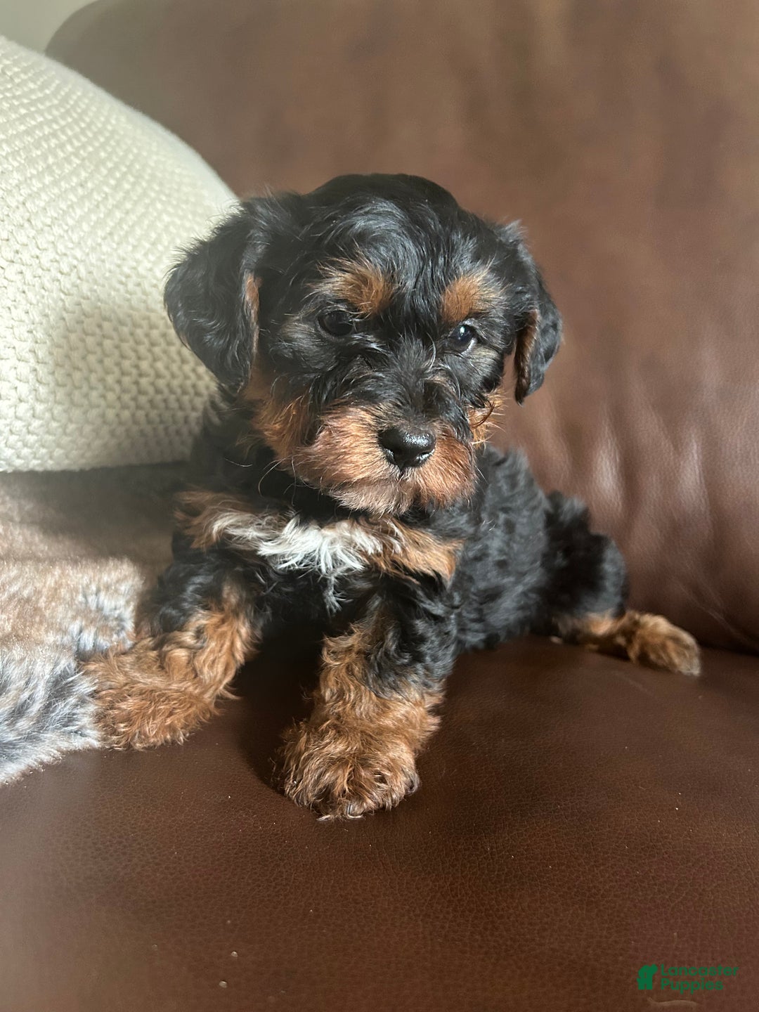 Yorkiepoo dogs for sale: Rocky - Ad 3