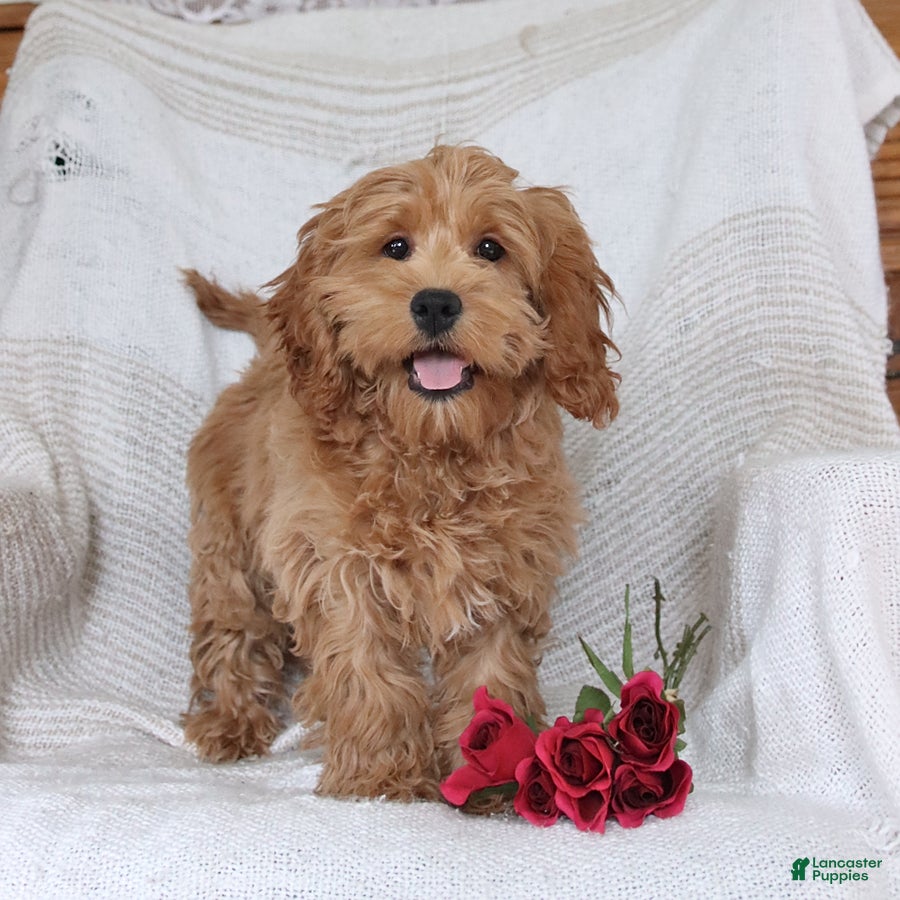 Cockapoo dogs Joy - Ad 1