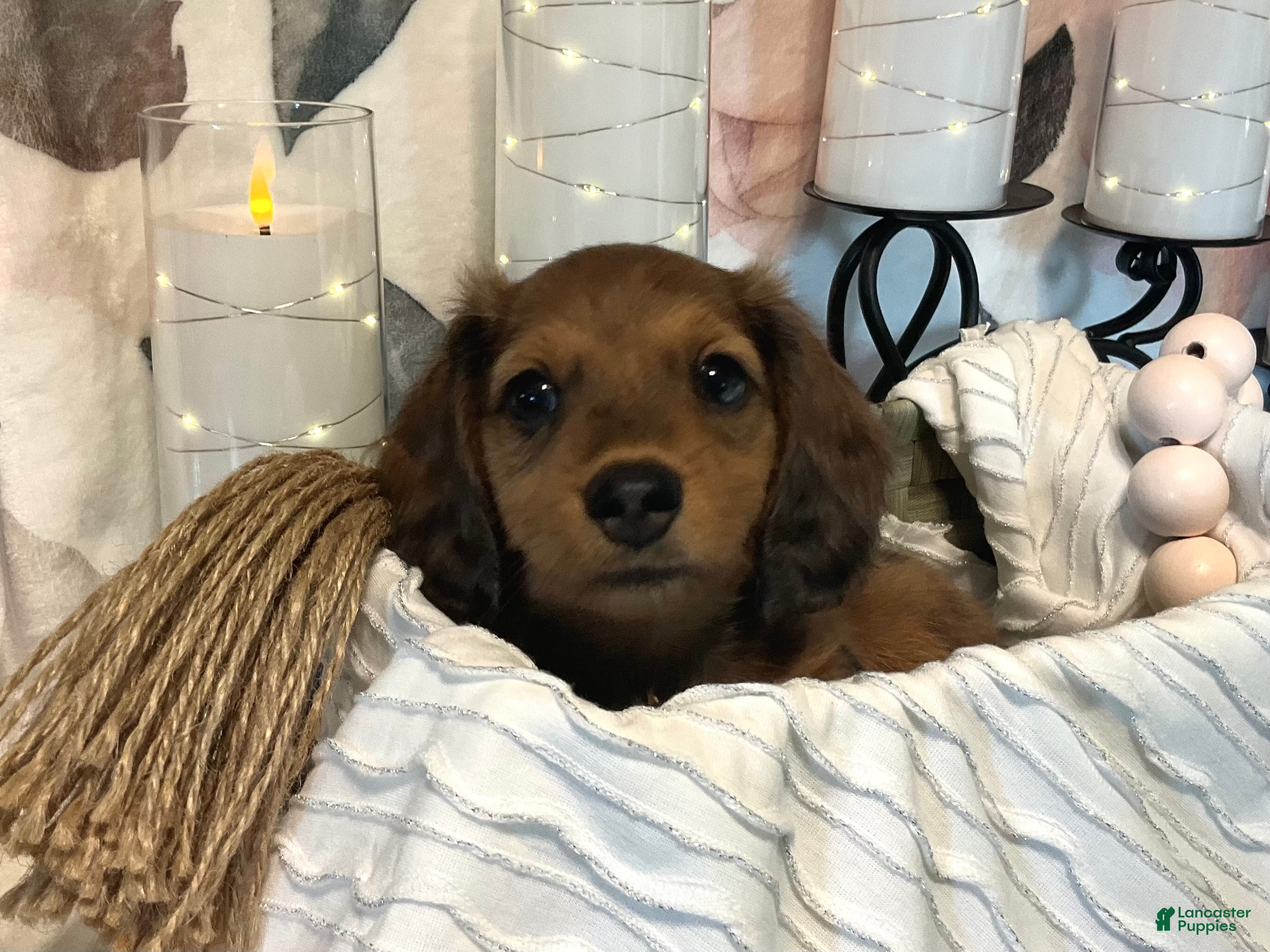 Miniature Dachshund dogs Teddy - Red Dapple - Ad 1