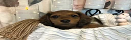 Miniature Dachshund dogs for sale: Teddy - Red Dapple - Ad 6