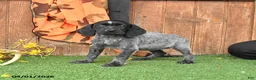 German Shorthaired Pointer dogs for sale: Lila  - Ad 3