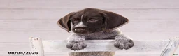 Mixed Breed dogs for sale: Ruger - Ad 3
